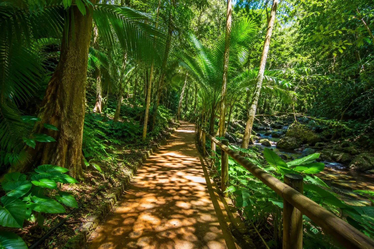 Lush tropical pathway through the Rockefeller Nature Trail in Dorado, Puerto Rico, featuring native vegetation, towering trees, and a peaceful forest stream.