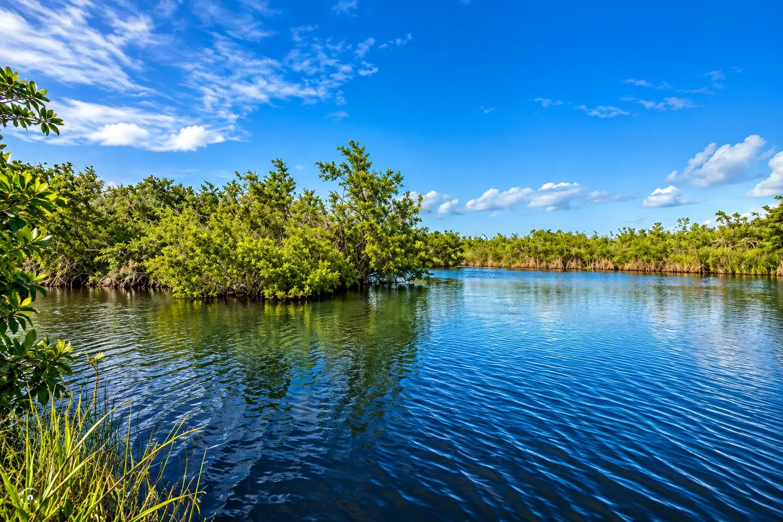 Wetland landscape at Caño Tiburones Natural Reserve near Barceloneta, Puerto Rico.