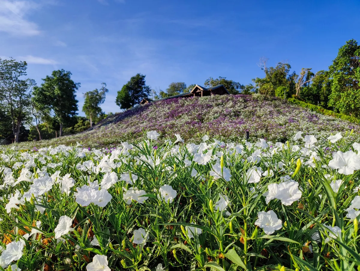 White and purple flowers on a green hillside beneath a blue sky at Hacienda El Amanecer in Camuy Arriba, Puerto Rico.