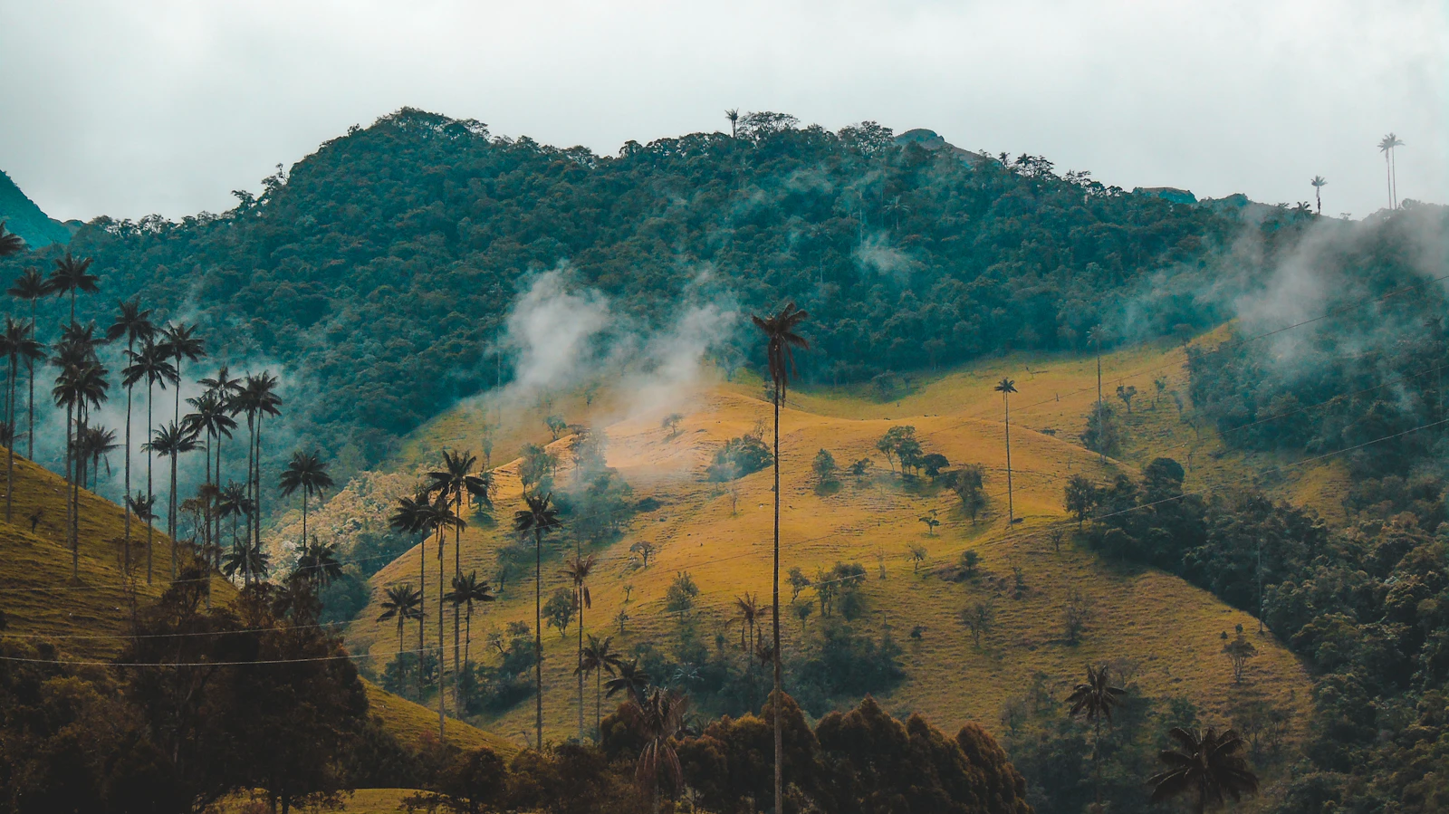 Wax Palms in Cocora Valley, Colombia Tall wax palms rise above misty green hills in Colombia’s Cocora Valley.
