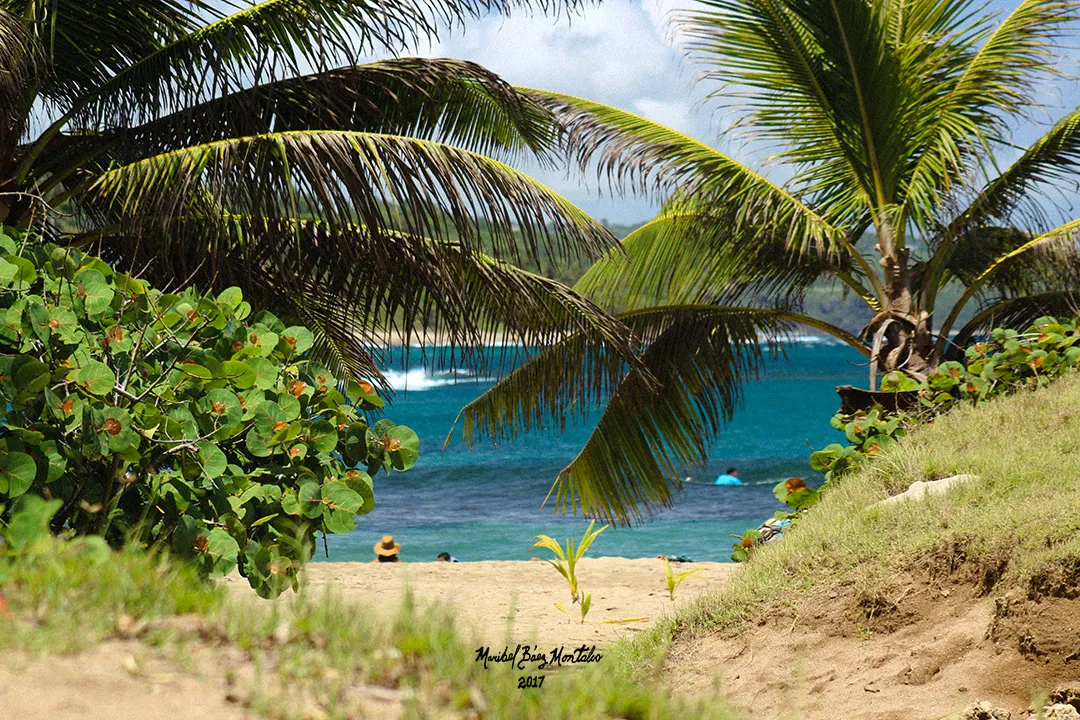 Palm trees beside the beach in Membrillo, Camuy, Puerto Rico.