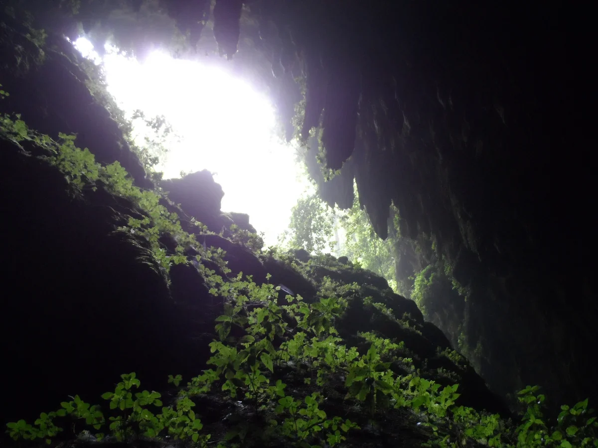 Daylight enters a limestone cavern above green vegetation at Río Camuy Cave Park, accessed from Quebrada, Camuy, Puerto Rico. Photo: Albarosa Ortiz, CC BY-SA 4.0.